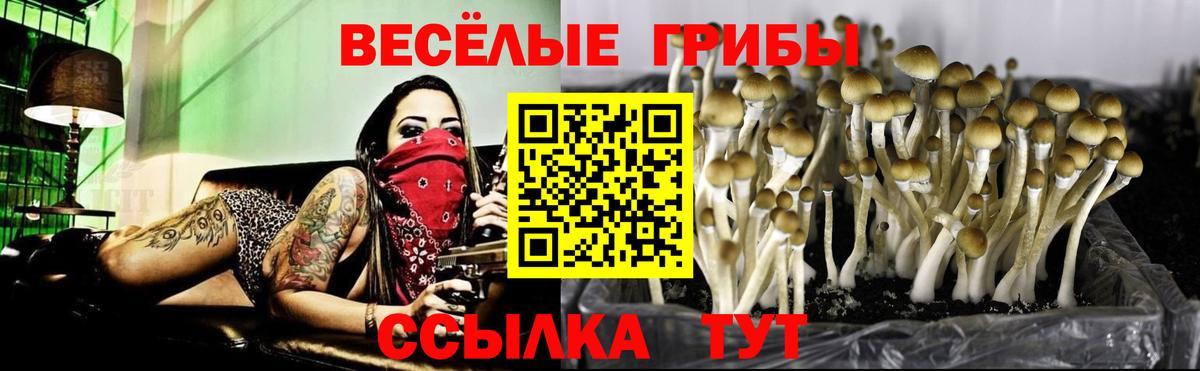 Псилоцибиновые грибы GOLDEN TEACHER Москва